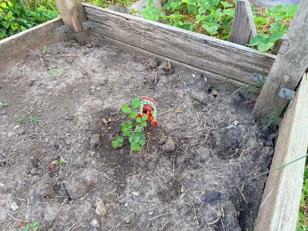 Strawberry plants