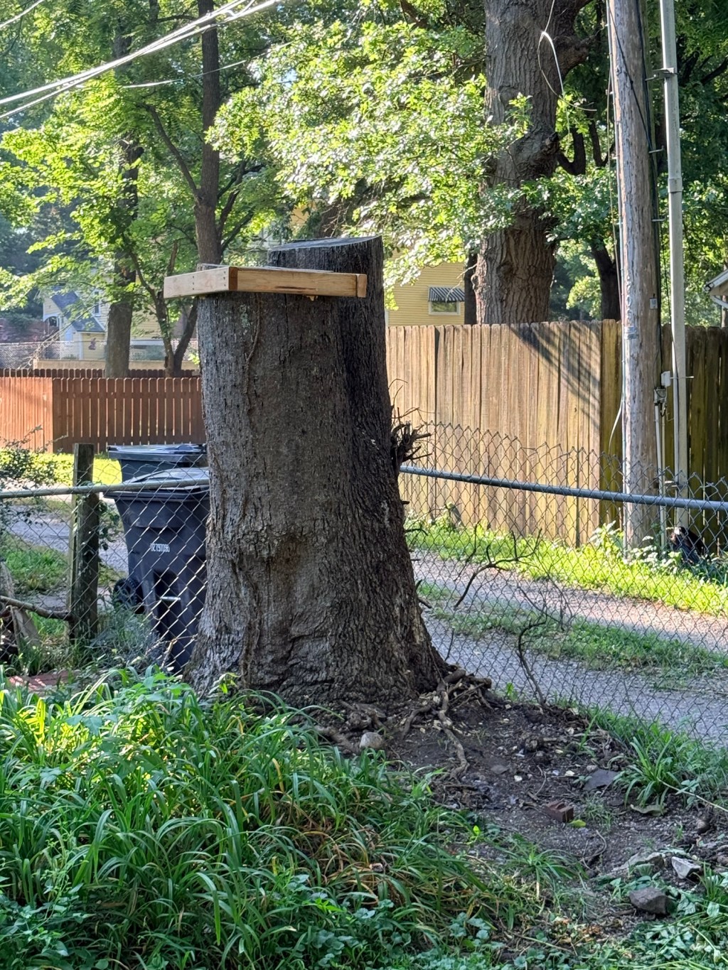 Whimsy: A Tree of&nbsp;Heaven