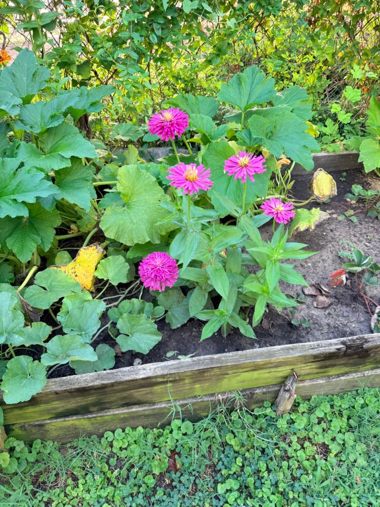 Flowers in high summer