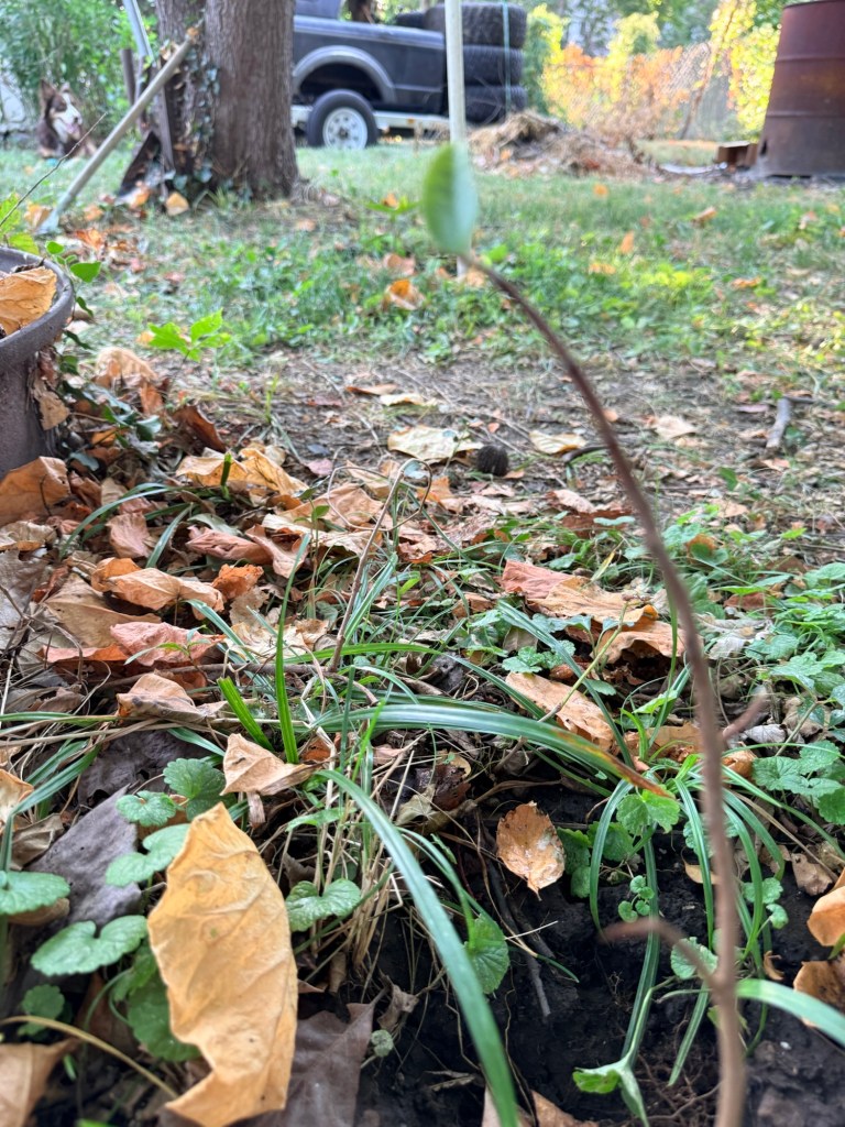 Twig with a single leaf