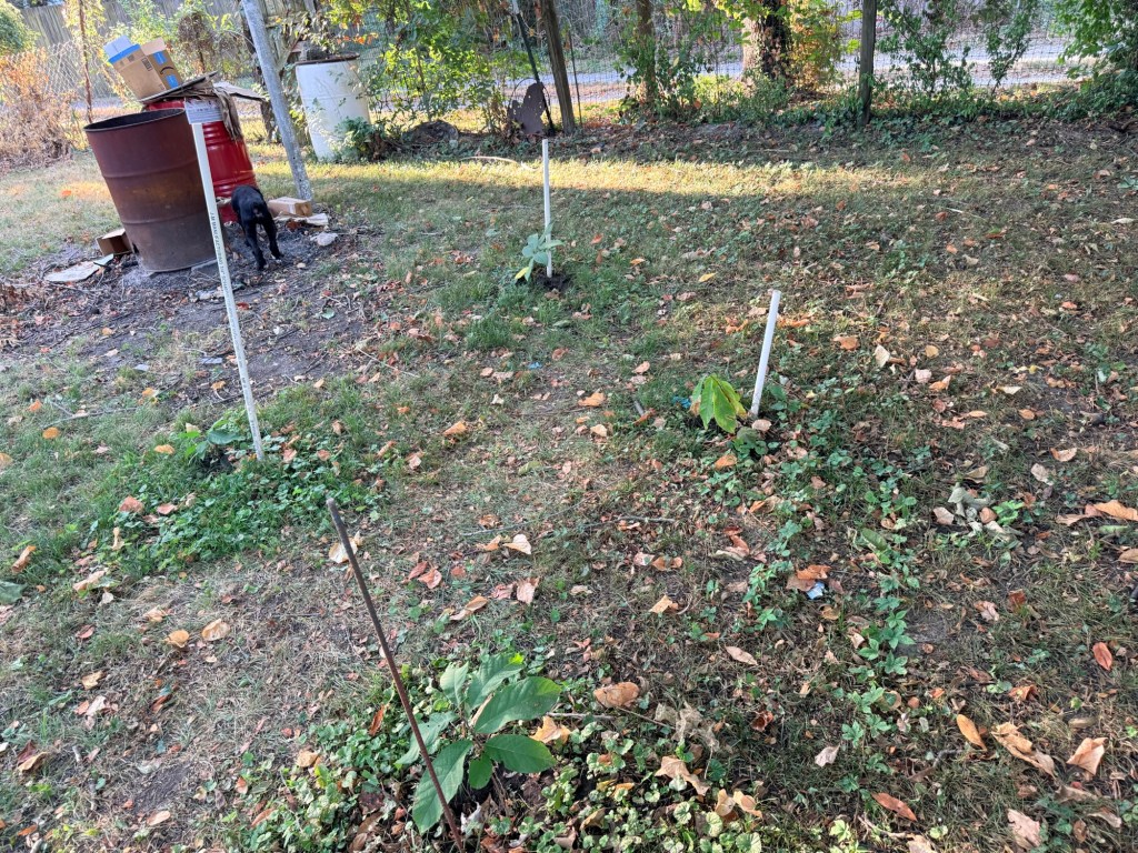 Paw Paw orchard