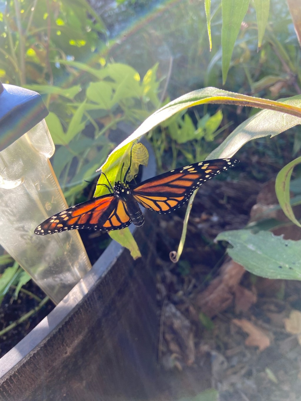 Monarch Butterfly