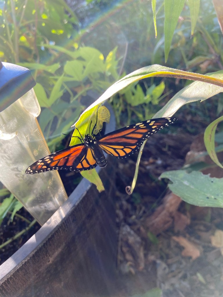 Monarch Butterfly